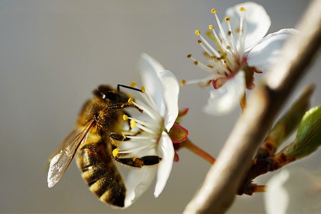 Imagem mostra a abelha em uma flor, pois ela poliniza essas flores e ajuda a florecer ambientes