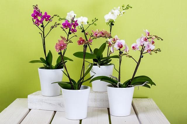 orquídeas lindas